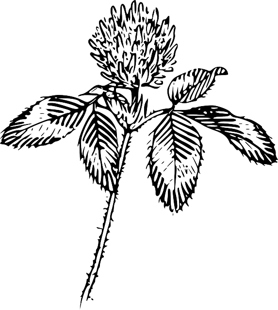 drawing of a clover with blossom